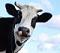 Mooster Cow's Avatar